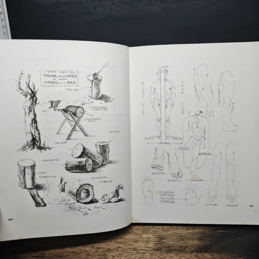 Atlas of Human Anatomy for the Artist - Stephen RogersPeck รูปที่ 8