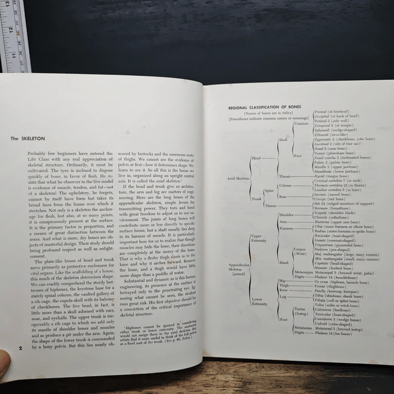 Atlas of Human Anatomy for the Artist - Stephen RogersPeck รูปที่ 10