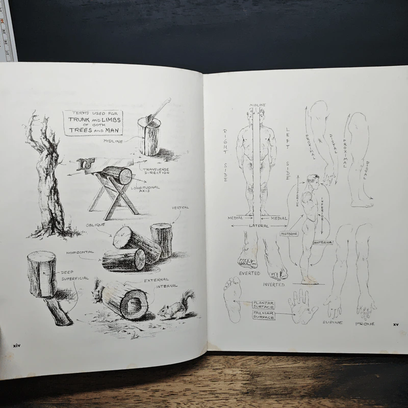 Atlas of Human Anatomy for the Artist - Stephen RogersPeck รูปที่ 8