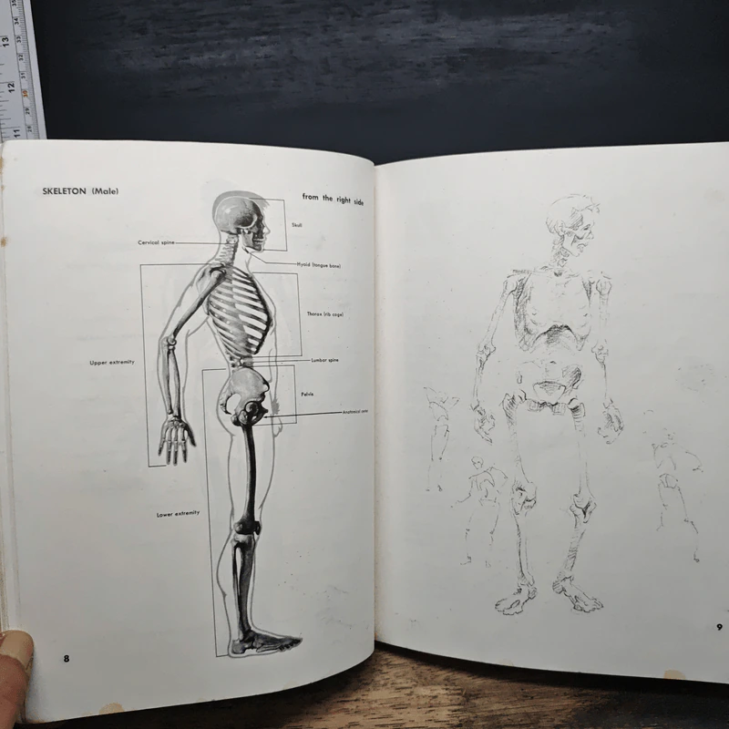 Atlas of Human Anatomy for the Artist - Stephen RogersPeck รูปที่ 12