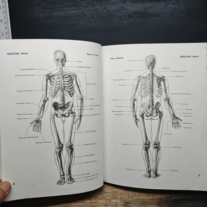 Atlas of Human Anatomy for the Artist - Stephen RogersPeck รูปที่ 11