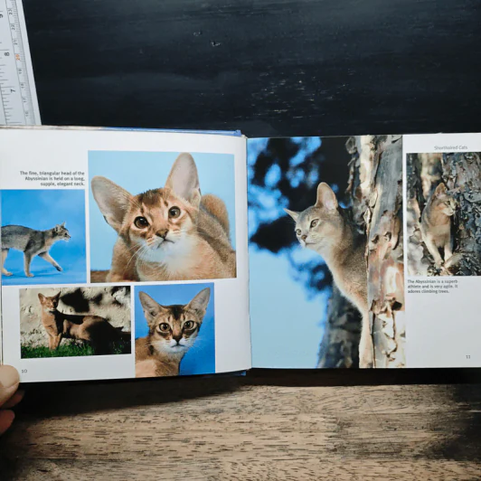 Cat 1001 photos รูปที่ 9