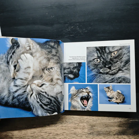 Cat 1001 photos รูปที่ 11