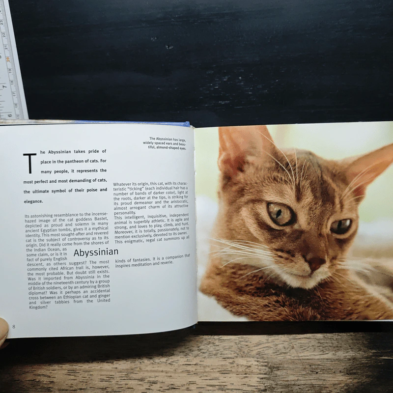 Cat 1001 photos รูปที่ 8