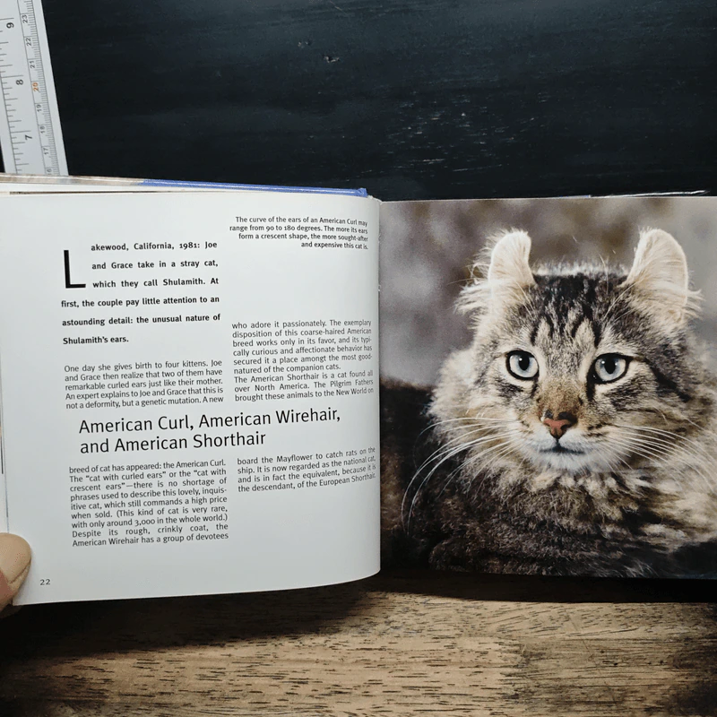 Cat 1001 photos รูปที่ 10