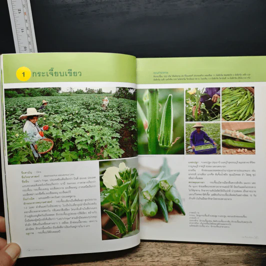 ผัก 333 ชนิด คุณค่าอาหารและการกิน รูปที่ 10