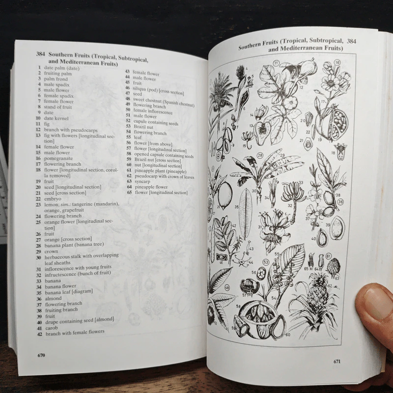 The Oxford-Duden Pictorial English Dictionary รูปที่ 12