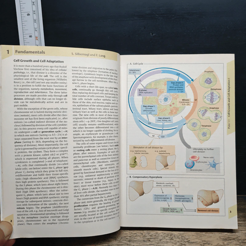 Color Atlas of Pathophysiology รูปที่ 10