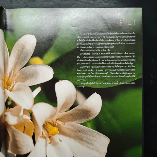 สวนจัดเอง 2 รูปที่ 7