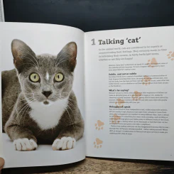 How to have a happy cat รูปที่ 8