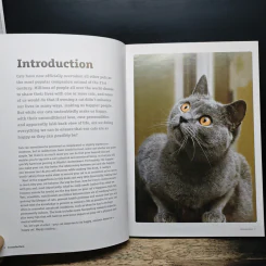 How to have a happy cat รูปที่ 7