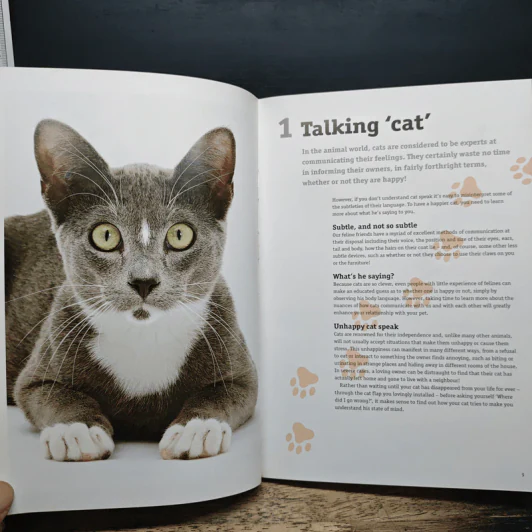 How to have a happy cat รูปที่ 8