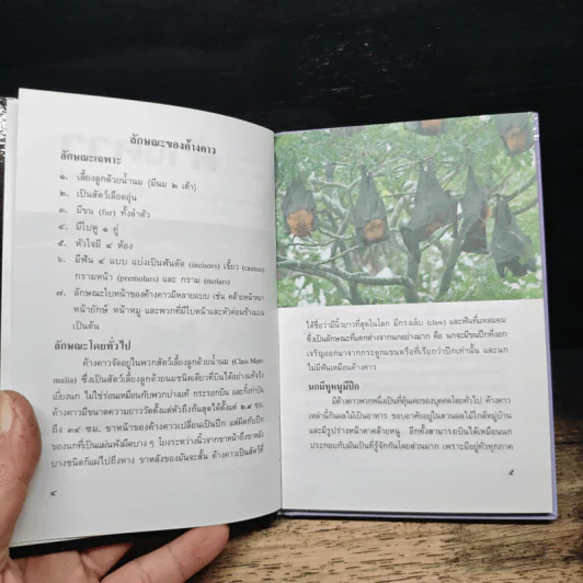 ค้างคาว - นิเวช นาดี รูปที่ 7