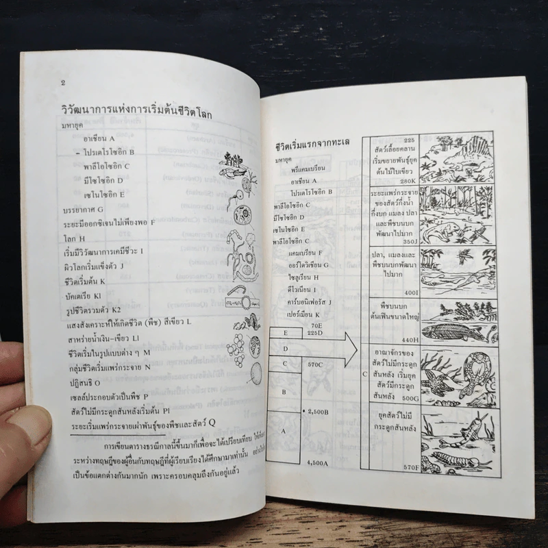 วิวัฒนาการ ของสิ่งมีชีวิตและมนุษย์ - ไพศาล มาลาพันธุ์ รูปที่ 8