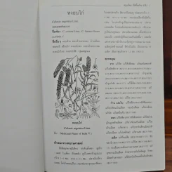 สมุนไพร ไม้พื้นบ้าน เล่ม 1-5 รูปที่ 8