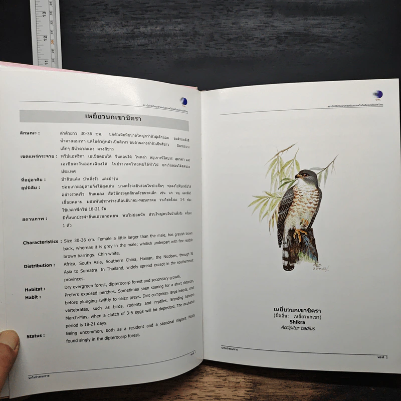 นกในป่าสะแกราช Birds of Sakaerat - สถาบันวิจัยวิทยาศาสตร์และเทคโนโลยีแห่งประเทศไทย รูปที่ 11