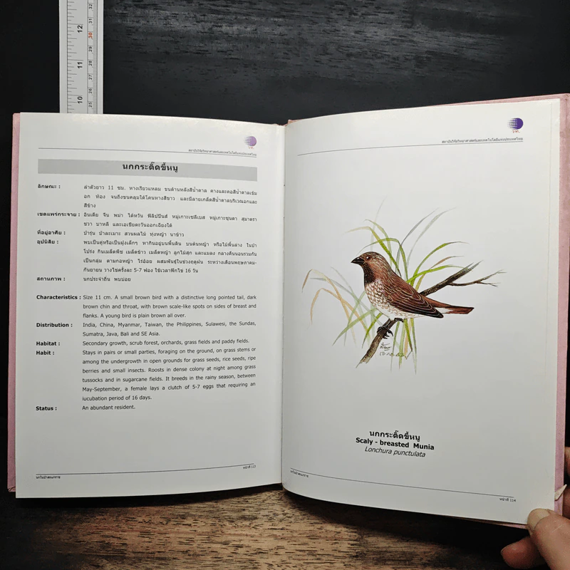 นกในป่าสะแกราช Birds of Sakaerat - สถาบันวิจัยวิทยาศาสตร์และเทคโนโลยีแห่งประเทศไทย รูปที่ 12