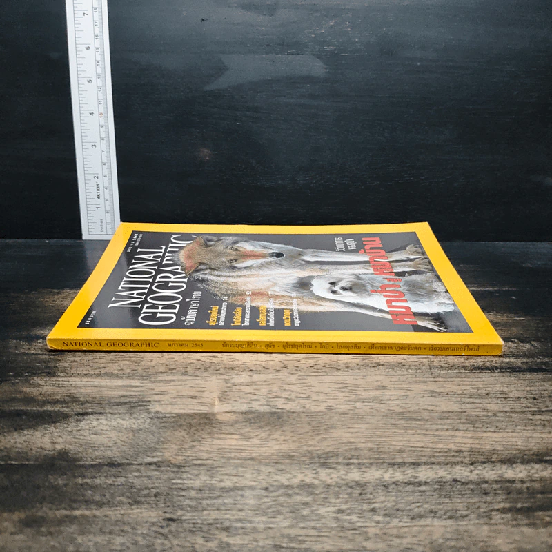 National Geographic ม.ค.2545 วิวัฒนาการของสุนัข หมาป่าสู่หมาบ้าน รูปที่ 3