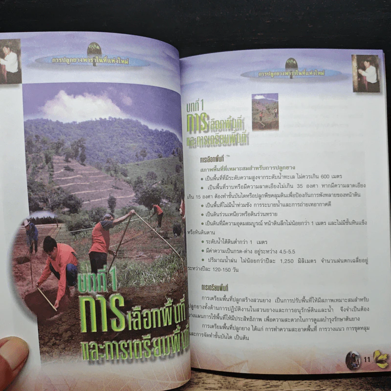 การปลูกยางพาราในพื้นที่แห่งใหม่ รูปที่ 11