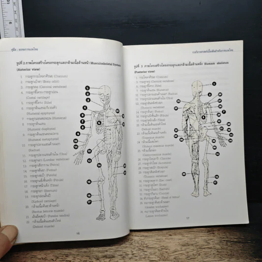 คู่มืออบรมการนวดไทย รูปที่ 10