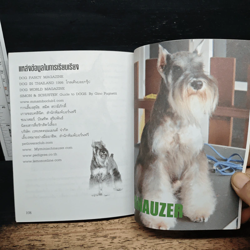 Schnauzer ผู้พิทักษ์ที่มีความกล้าหาญ รักบ้านและจ้าของเป็นที่หนึ่ง - นวมินทร์ รูปที่ 9