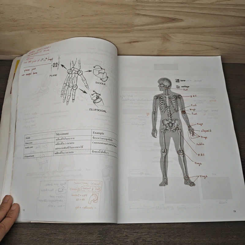 Basic Biology (OPD) Human Body Part II - นพ.พิชญ์ สันติจิตรุ่งเรือง รูปที่ 8