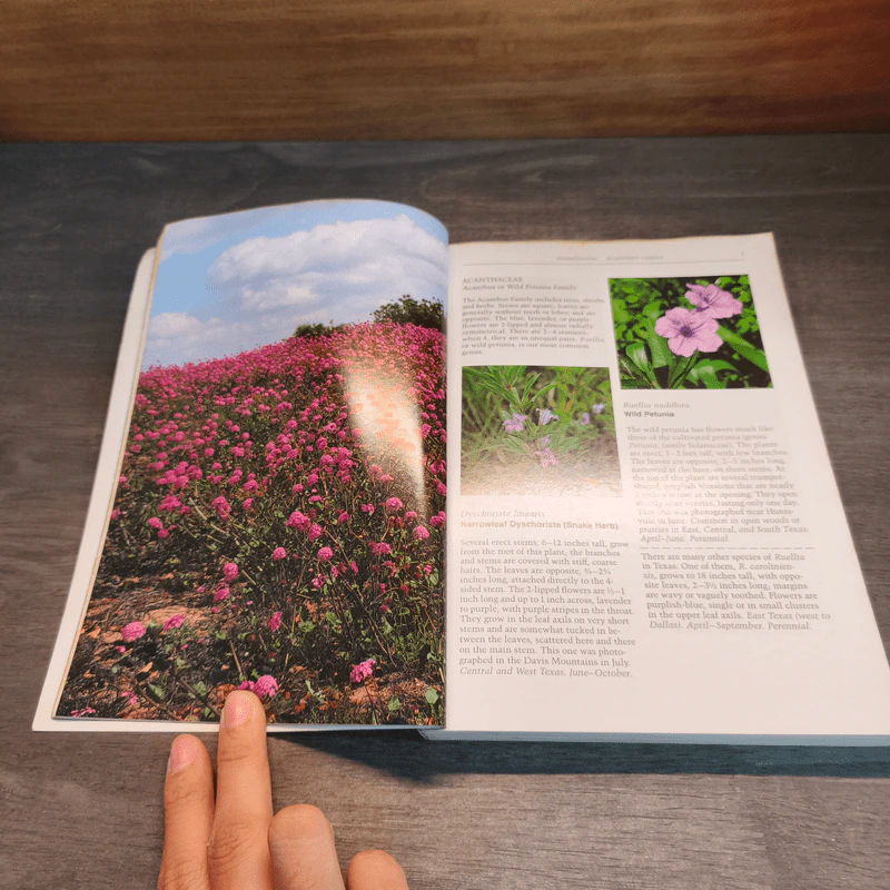 Texas Wildflowers: A Field Guide - Campbell, Lynn Loughmiller รูปที่ 7