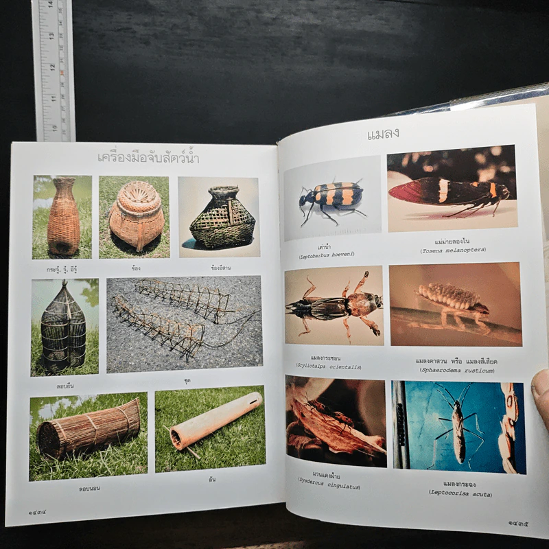 พจนานุกรมฉบับราชบัณฑิตยสถาน พ.ศ.2542 รูปที่ 8
