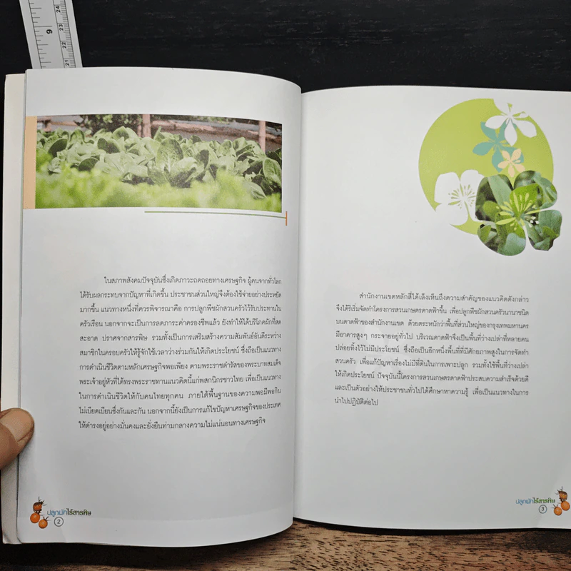 ปลูกผักไร้สารพิษ รูปที่ 8
