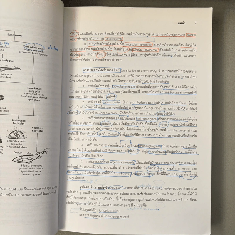 สัตววิทยา Zoology - รศ.บพิธ จารุพันธุ์, รศ.นันทพร จารุพันธุ์ รูปที่ 18