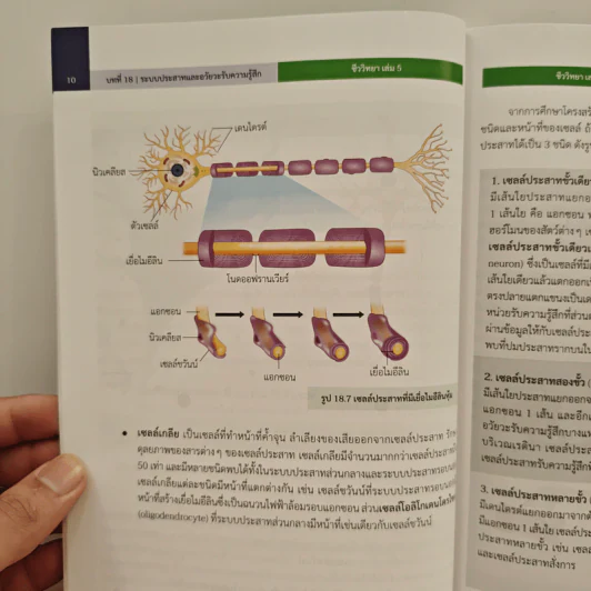 หนังสือเรียนรายวิชาเพิ่มเติมวิทยาศาสตร์และเทคโนโลยี ชั้นมัธยมศึกษาปีที่ 6 ชีววิทยา เล่ม 5 รูปที่ 9