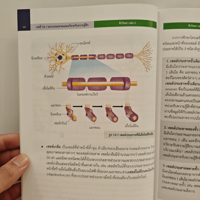 หนังสือเรียนรายวิชาเพิ่มเติมวิทยาศาสตร์และเทคโนโลยี ชั้นมัธยมศึกษาปีที่ 6 ชีววิทยา เล่ม 5 รูปที่ 9