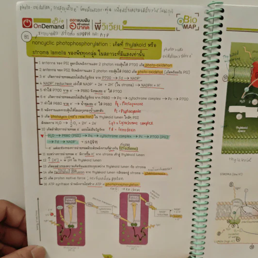2218 การสังเคราะห์ด้วยแสง รูปที่ 7