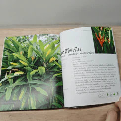 ไม้พุ่ม Shrub & Bush - อิศรา แพงสี รูปที่ 8