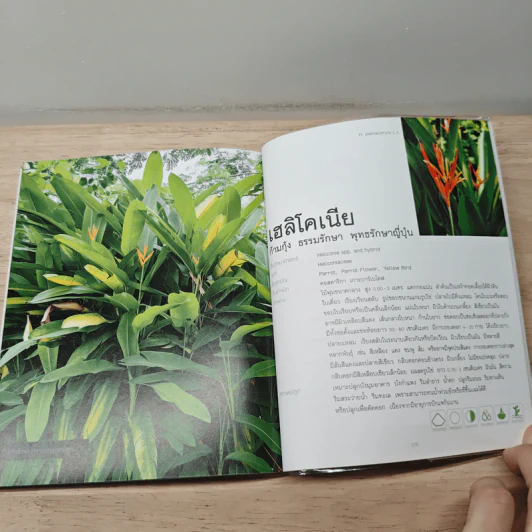 ไม้พุ่ม Shrub & Bush - อิศรา แพงสี รูปที่ 8