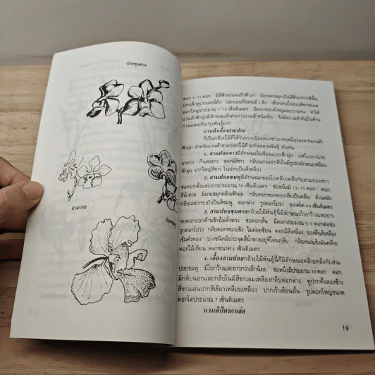 แวนด้า Vanda - ไชยา, ลาวัลย์ รูปที่ 8