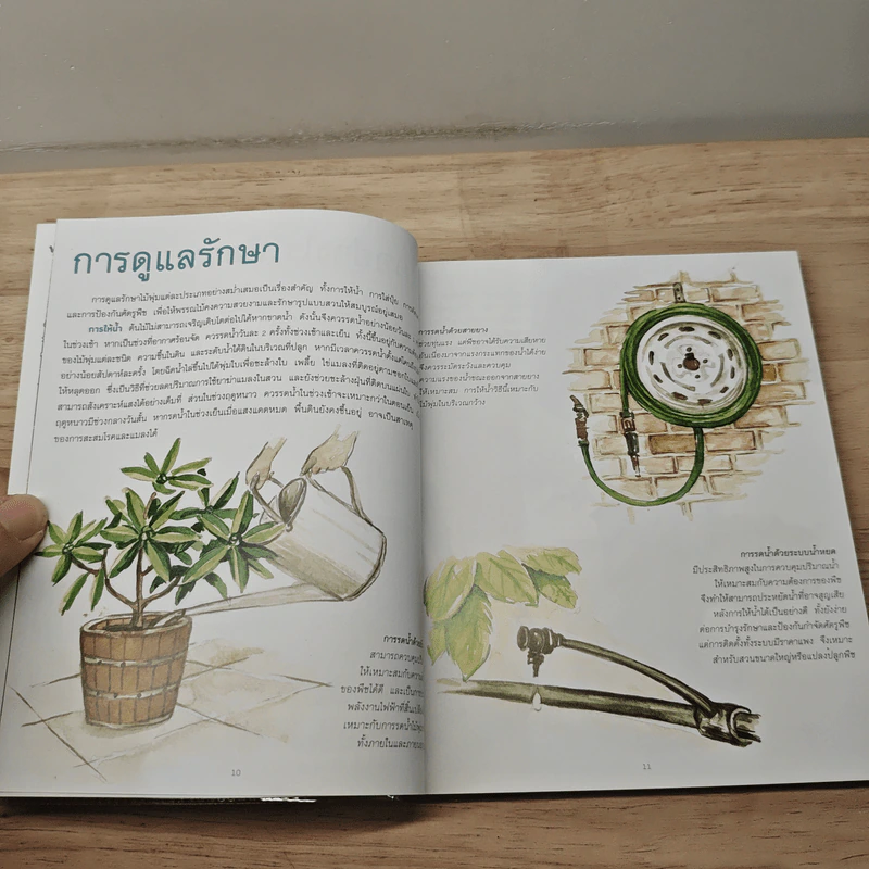 ไม้พุ่ม Shrub & Bush - อิศรา แพงสี รูปที่ 7