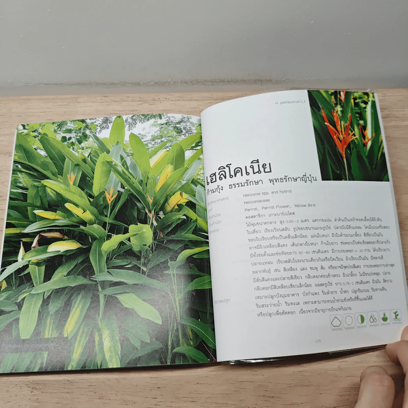 ไม้พุ่ม Shrub & Bush - อิศรา แพงสี รูปที่ 8