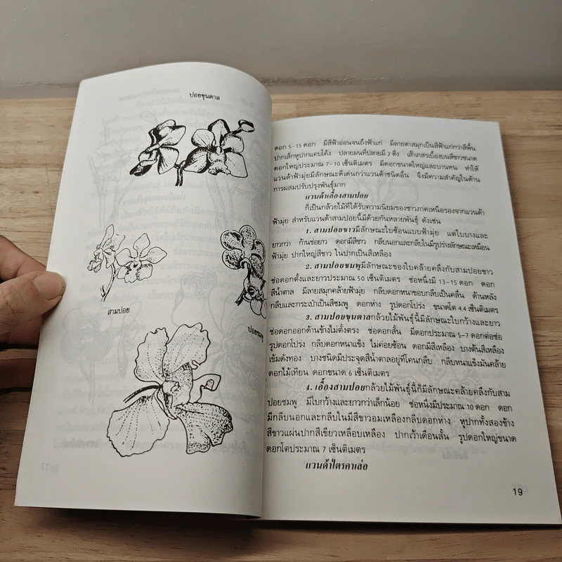 แวนด้า Vanda - ไชยา, ลาวัลย์ รูปที่ 8