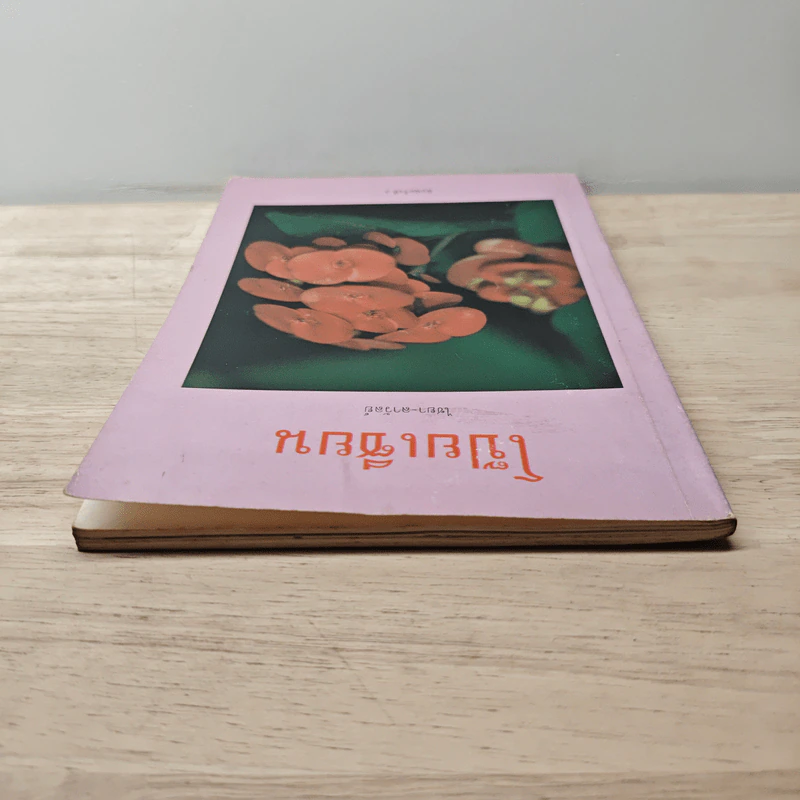 โป๊ยเซียน - ไชยา-ลาวัลย์ รูปที่ 4