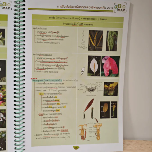 2219 การสืบพันธุ์ของพืชดอกและวงเวียนสลับ รูปที่ 8