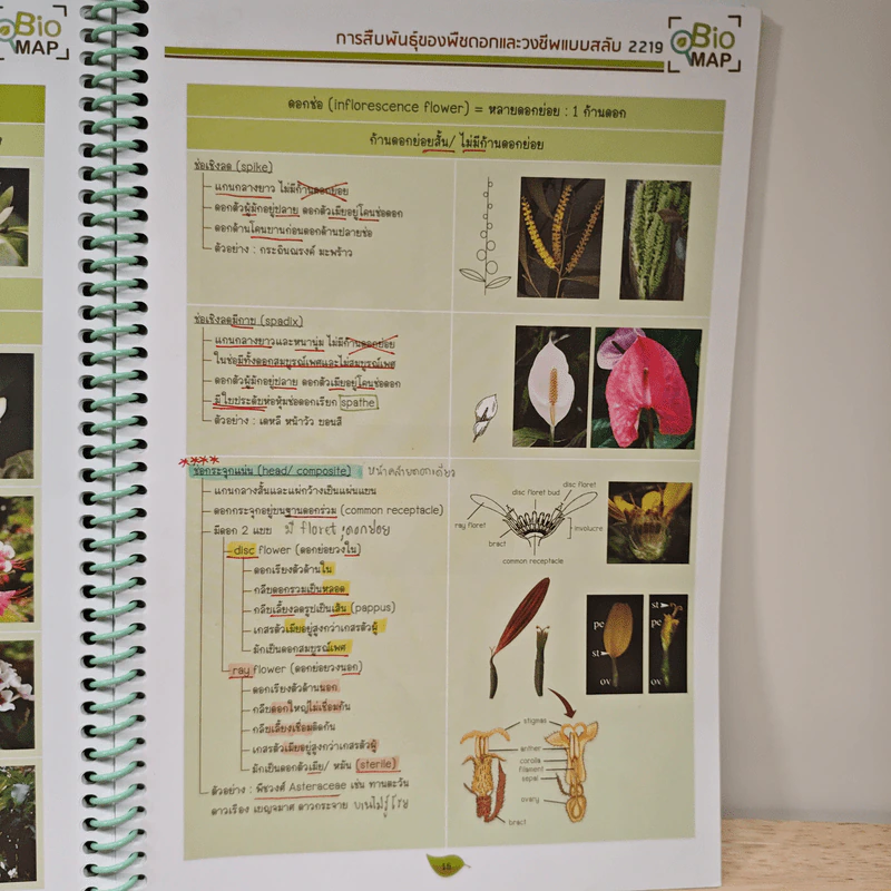 2219 การสืบพันธุ์ของพืชดอกและวงเวียนสลับ รูปที่ 8