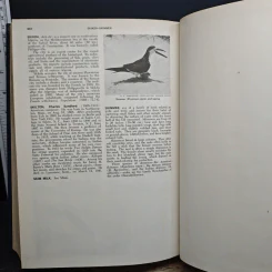 Encyclopedia Americana Vol.24 รูปที่ 10