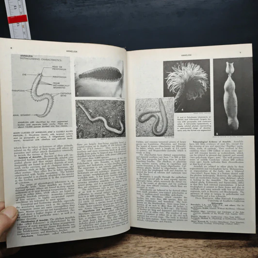 Encyclopedia Americana Vol.2 รูปที่ 9