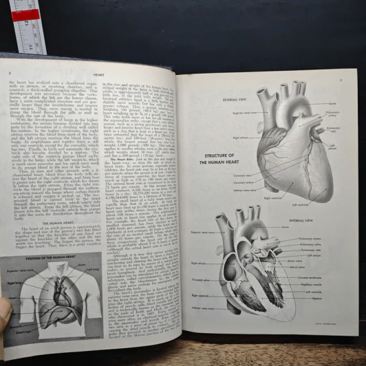 Encyclopedia Americana Vol.14 รูปที่ 8