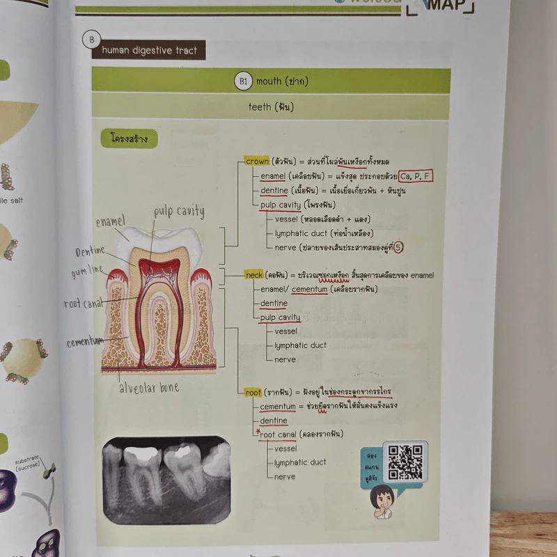 Bio Map ชีววิทยาพี่วิเวียน เล่ม 2 - พี่วิเวียน รูปที่ 9
