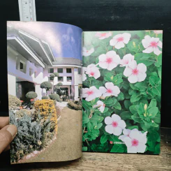 ไม้ประดับบ้าน รูปที่ 6