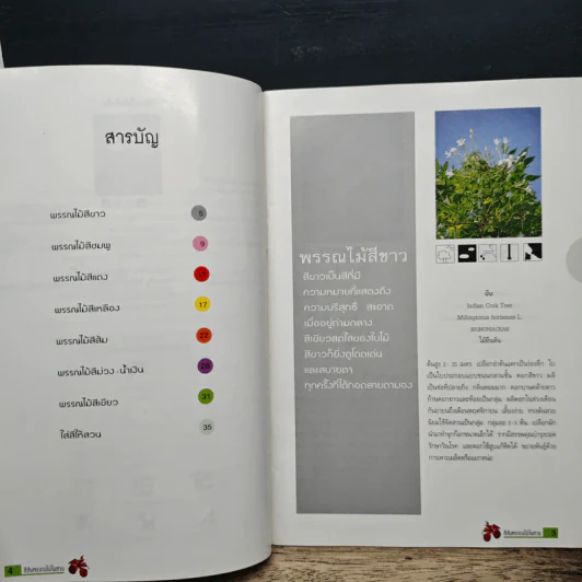 สีสันพรรณไม้ในสวน รูปที่ 7