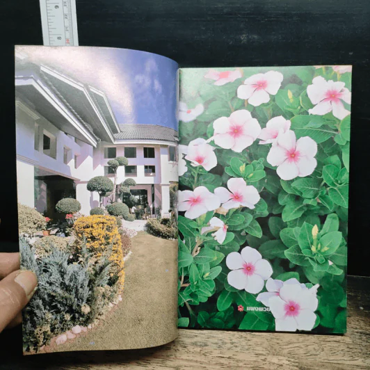 ไม้ประดับบ้าน รูปที่ 6