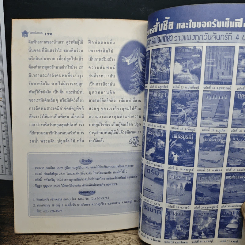 ไม้ประดับบ้าน รูปที่ 9